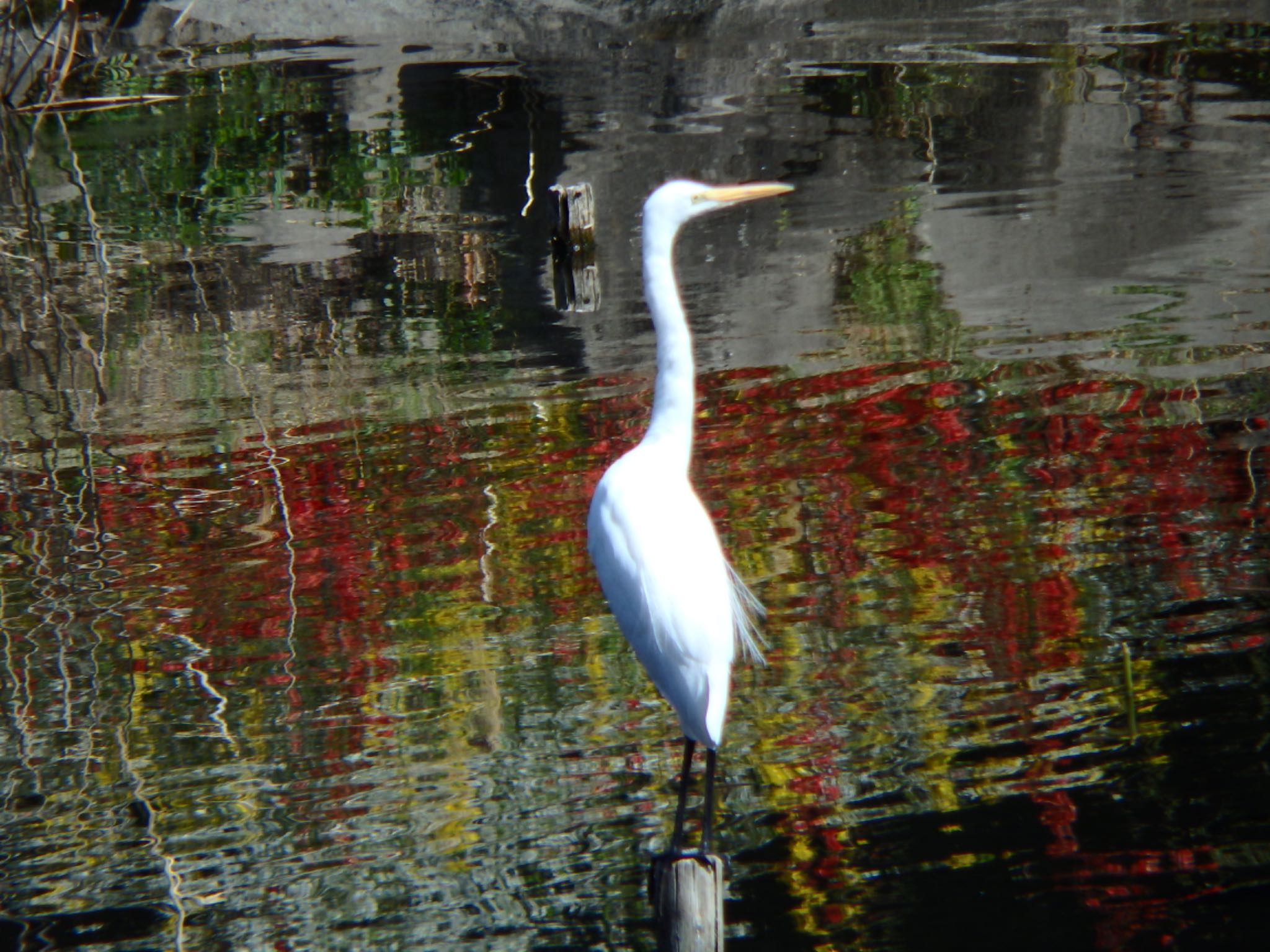 泉の森公園 コサギの写真 by まさ