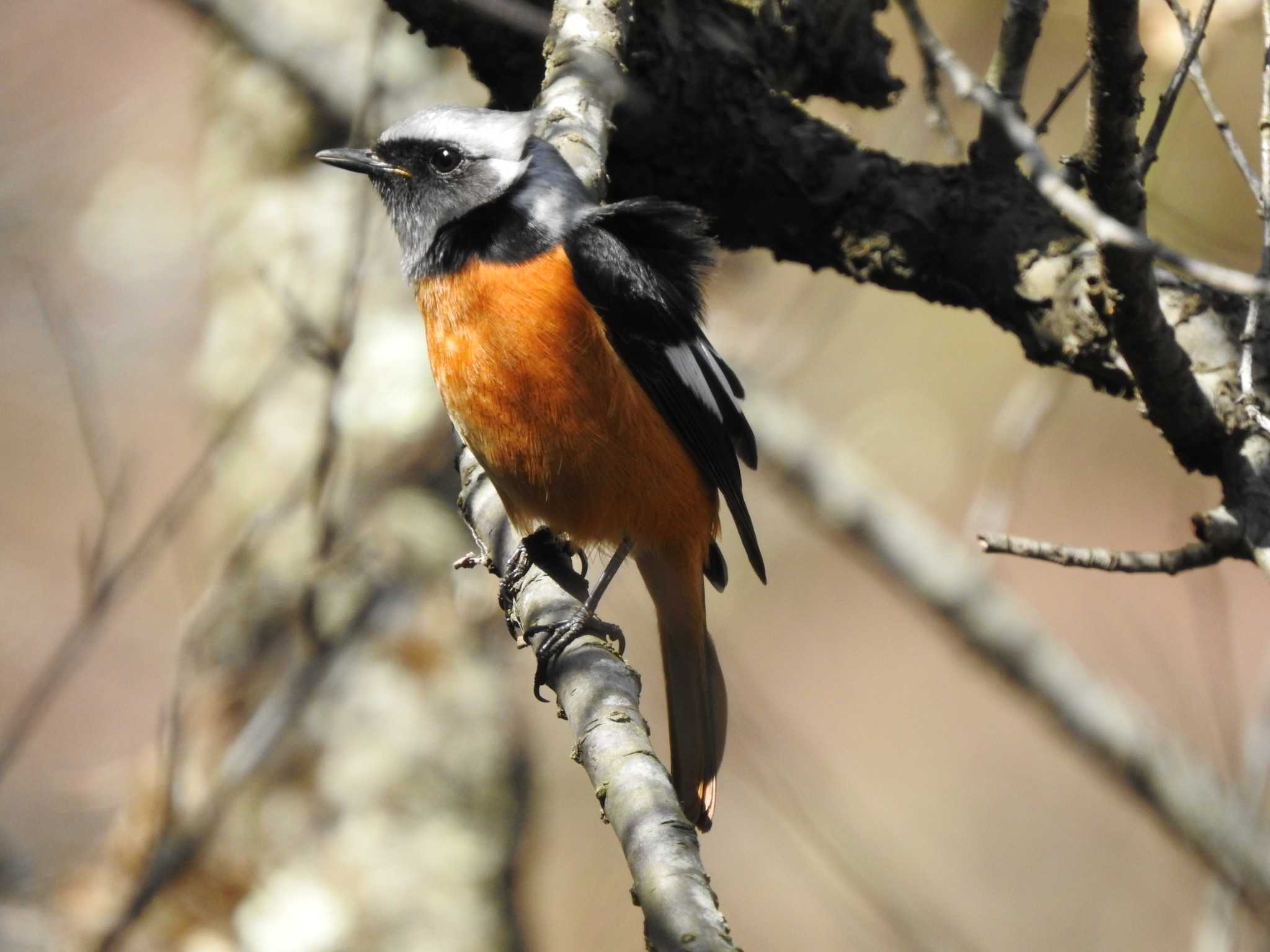 Photo of Daurian Redstart at Kodomo Shizen Park by TK2