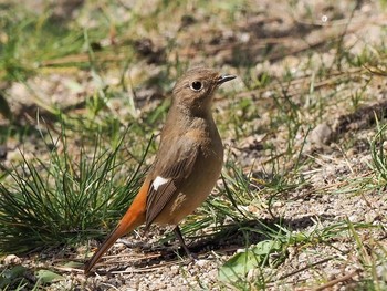 ジョウビタキ 西宮市夙川 2020年3月21日(土)