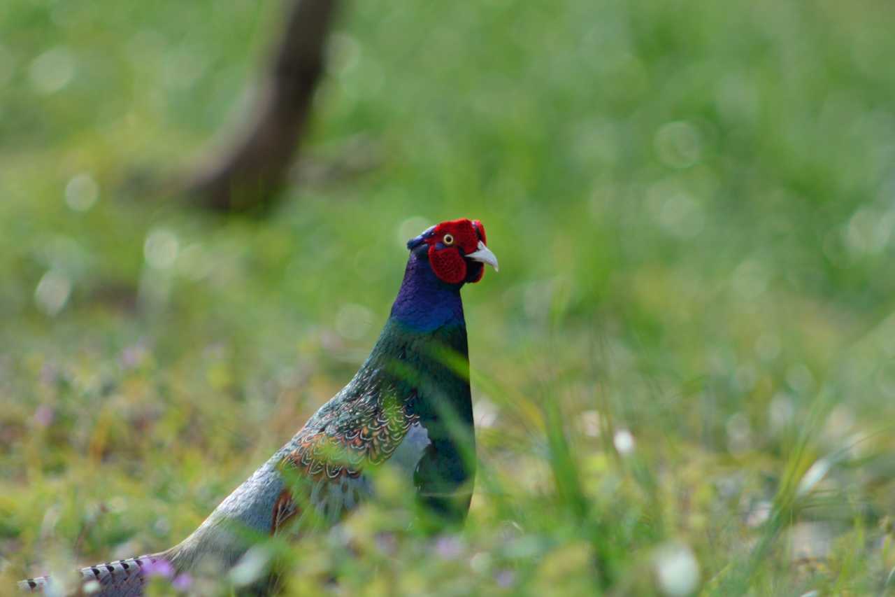 Photo of Green Pheasant at 北柏ふるさと公園 by Kazuyuki Watanabe