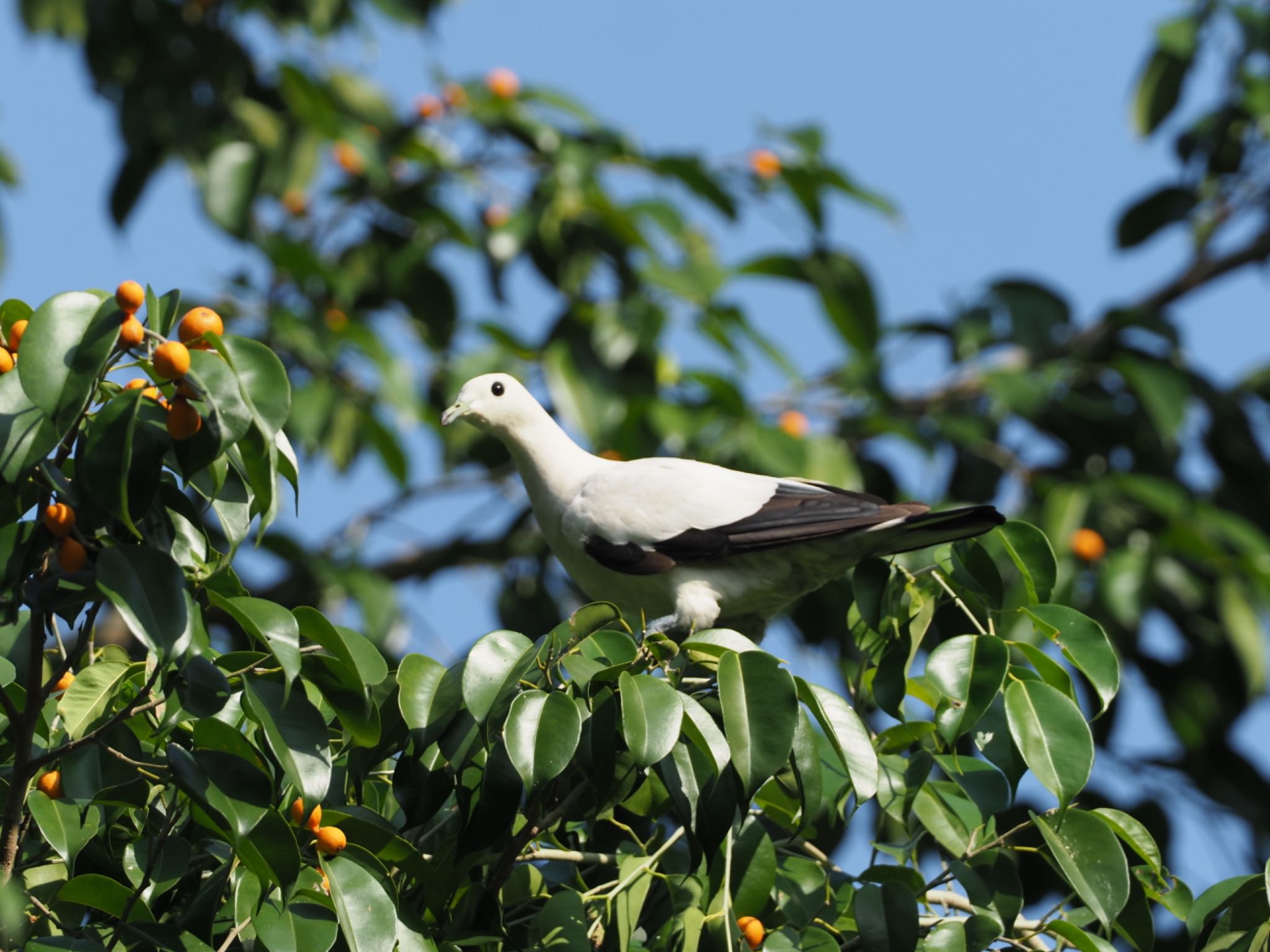 Photo of Pied Imperial Pigeon at Singapore Botanic Gardens by T K