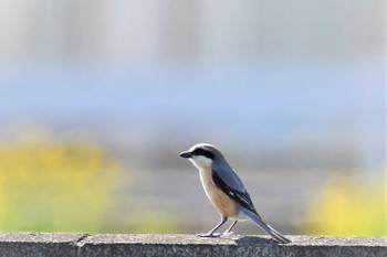 Bull-headed Shrike 栃木県 Sat, 3/21/2020