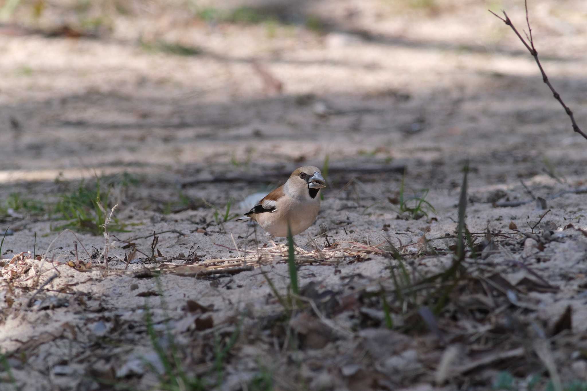 Photo of Hawfinch at 甲山森林公園 by アカウント4423