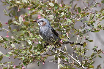 Brown-eared Bulbul Unknown Spots Sat, 3/21/2020