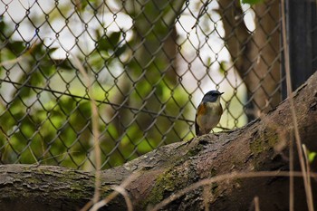 Red-flanked Bluetail 高知県 Tue, 3/17/2020