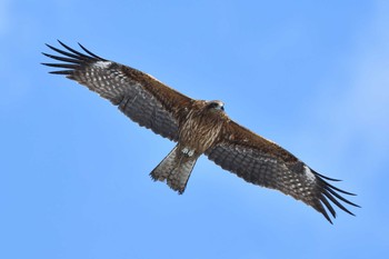 トビ 真駒内公園 2020年3月21日(土)