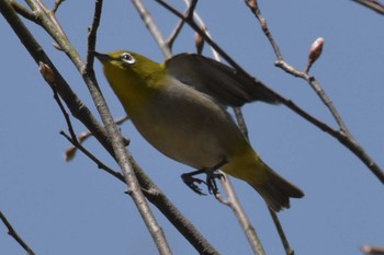 メジロ 播磨中央公園(兵庫県) 2020年3月21日(土)