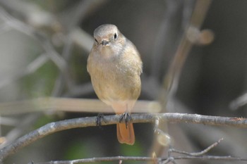 ジョウビタキ 播磨中央公園(兵庫県) 2020年3月21日(土)