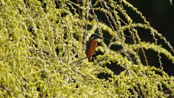 2020年3月21日(土) 鶴舞公園(名古屋)の野鳥観察記録