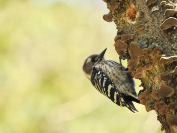 Japanese Pygmy Woodpecker Kodomo Shizen Park Sat, 3/21/2020