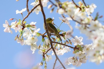 メジロ 東京都渋谷区 2020年3月21日(土)