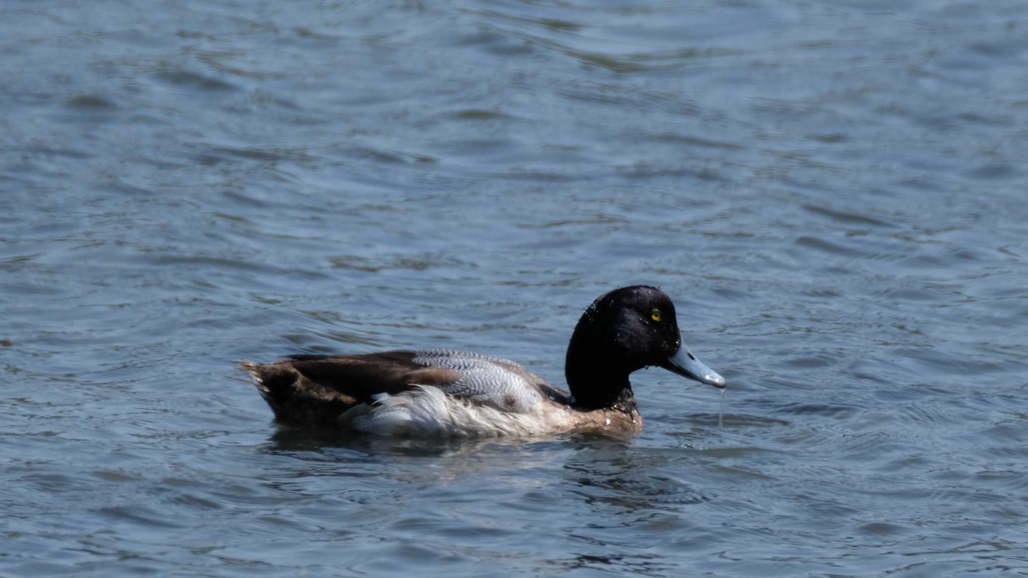 東京港野鳥公園 スズガモの写真 by ko1smr