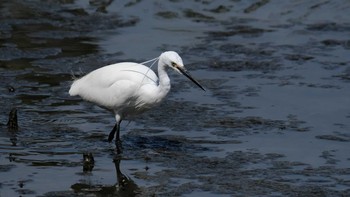 2020年3月21日(土) 東京港野鳥公園の野鳥観察記録