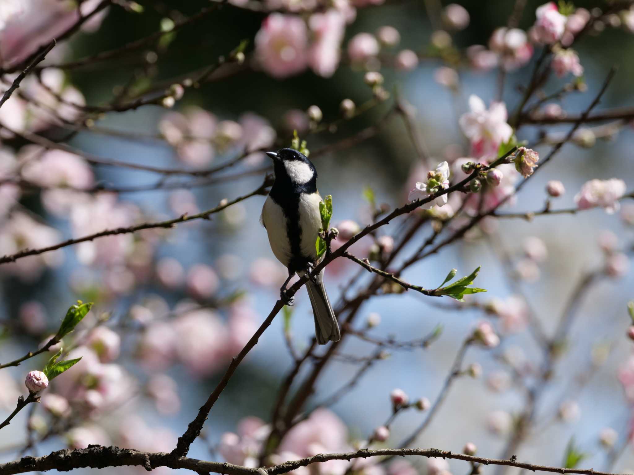 新宿御苑 シジュウカラの写真 by Kazuki Hizu