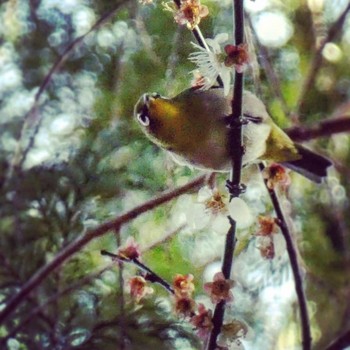 2020年3月21日(土) 青根諏訪神社の野鳥観察記録