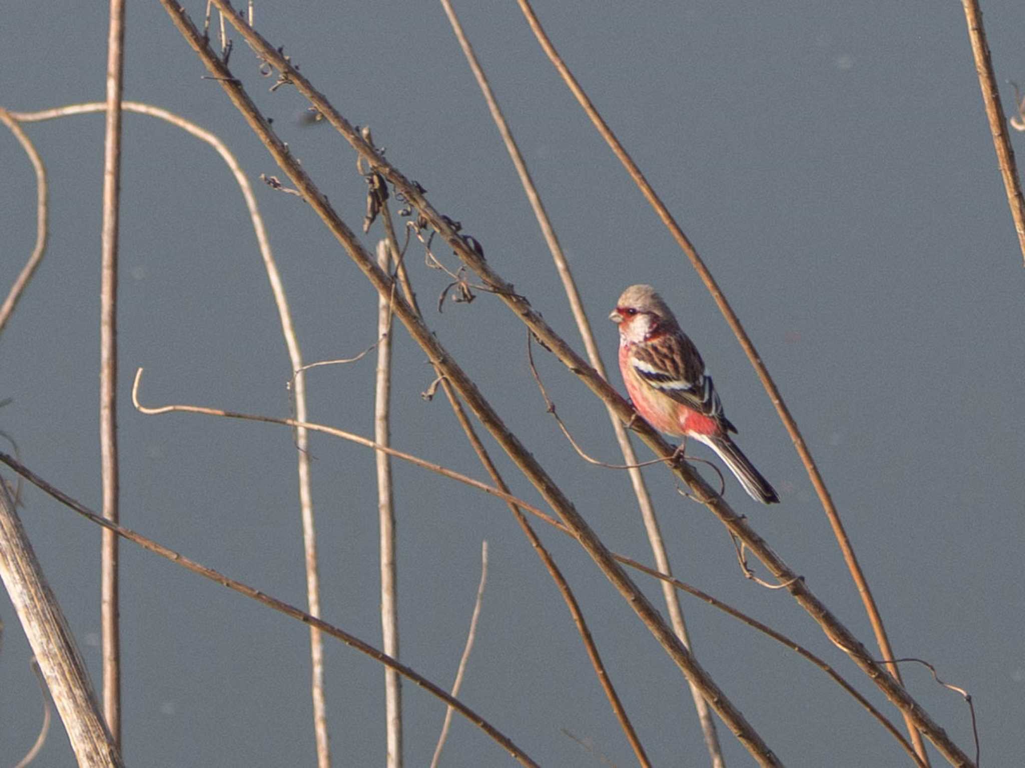 Siberian Long-tailed Rosefinch