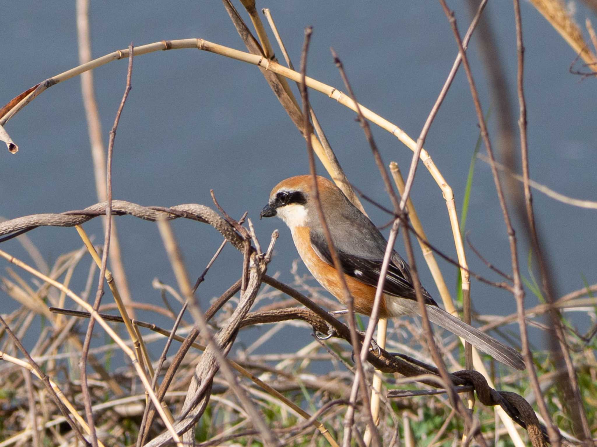 Bull-headed Shrike