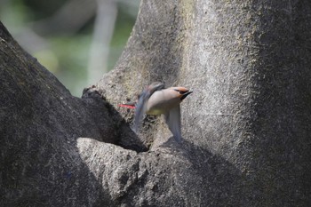 Japanese Waxwing 荒川大麻生公園 Sat, 3/21/2020