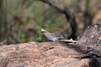 Yellow-throated Bunting 荒川大麻生公園 Sat, 3/21/2020