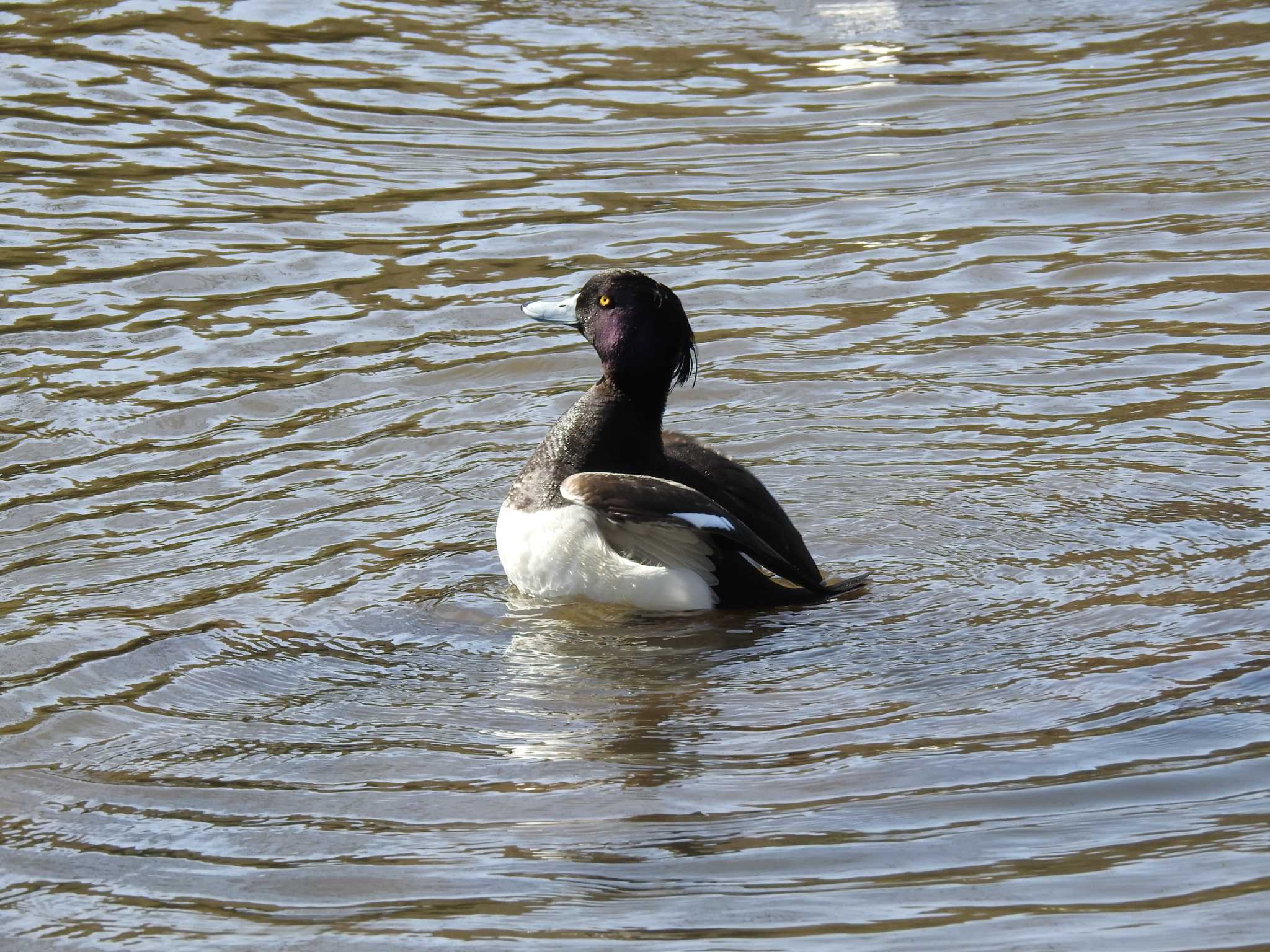 Photo of Tufted Duck at Kodomo Shizen Park by TK2