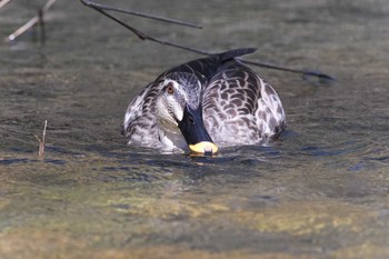 Eastern Spot-billed Duck 甲山森林公園 Sat, 3/21/2020