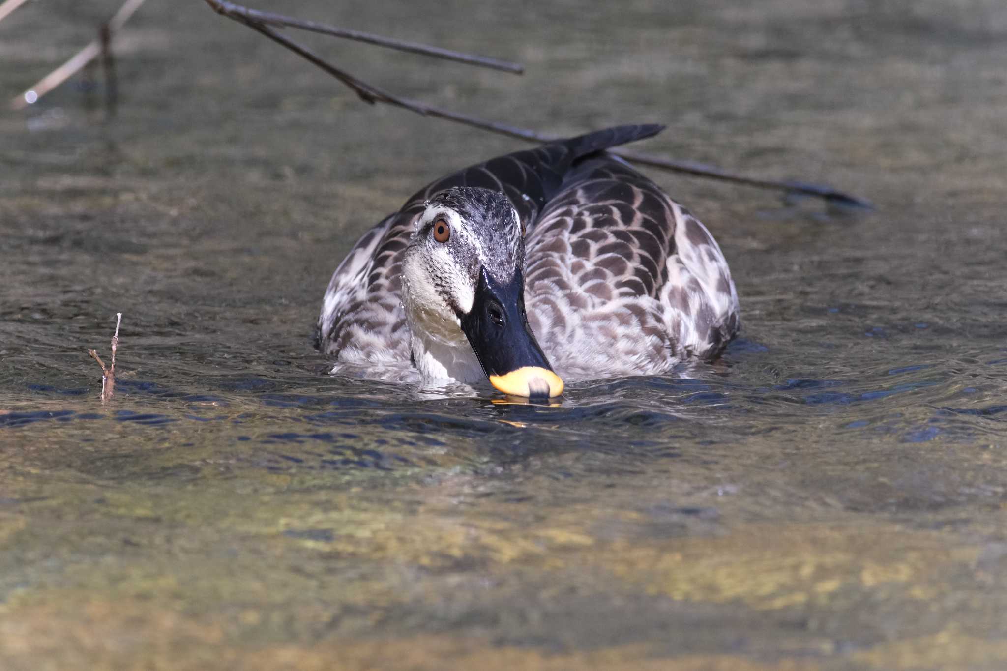 Photo of Eastern Spot-billed Duck at 甲山森林公園 by アカウント4423
