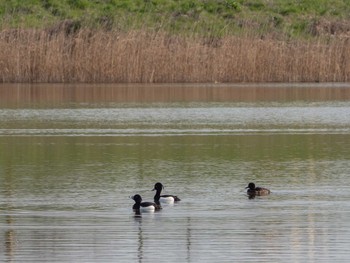 Sun, 3/22/2020 Birding report at 芝川第一調節池(芝川貯水池)