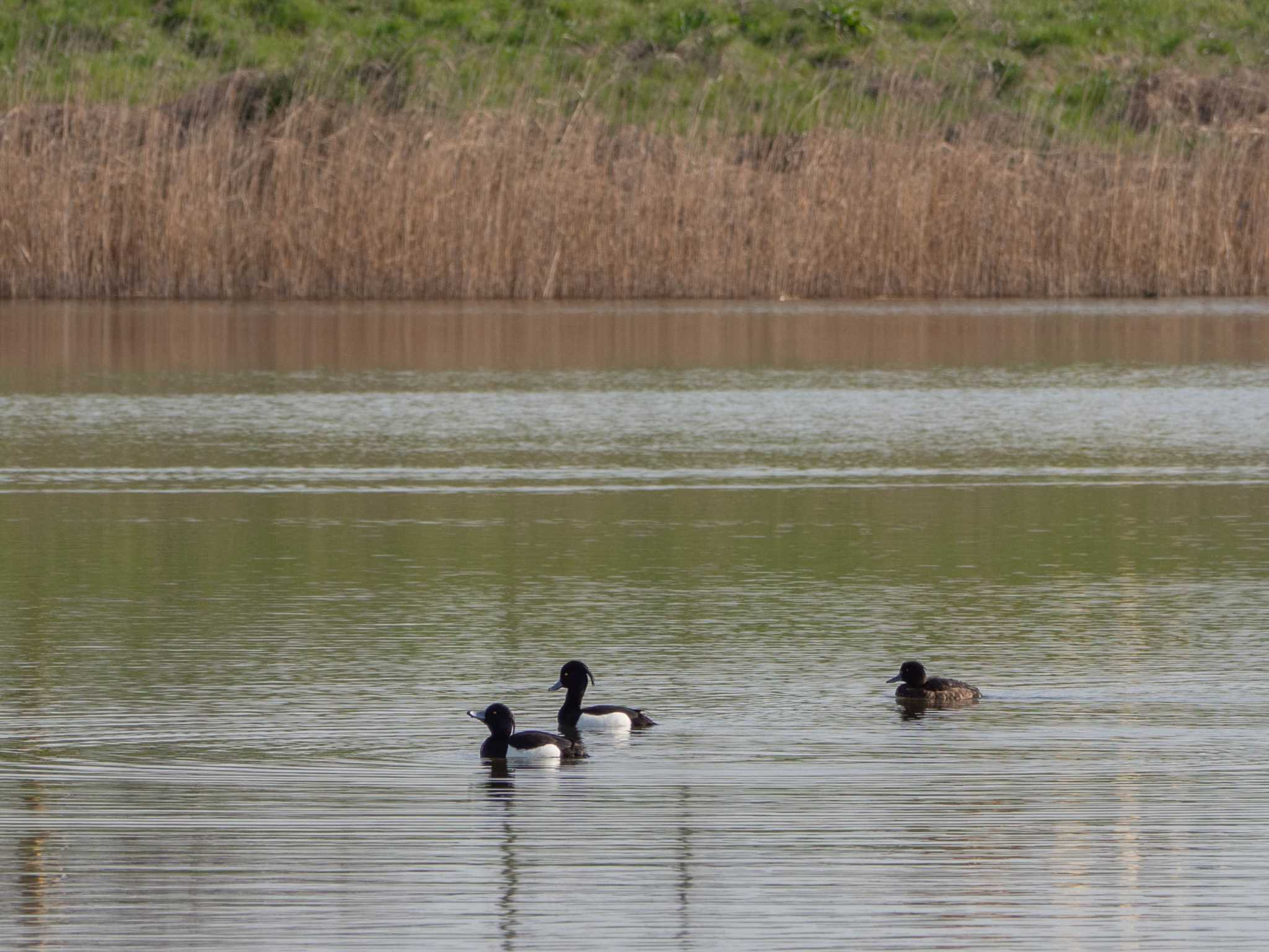 Tufted Duck