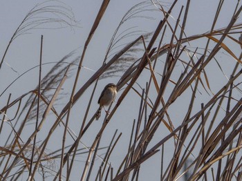 セッカ 芝川第一調節池(芝川貯水池) 2020年3月21日(土)