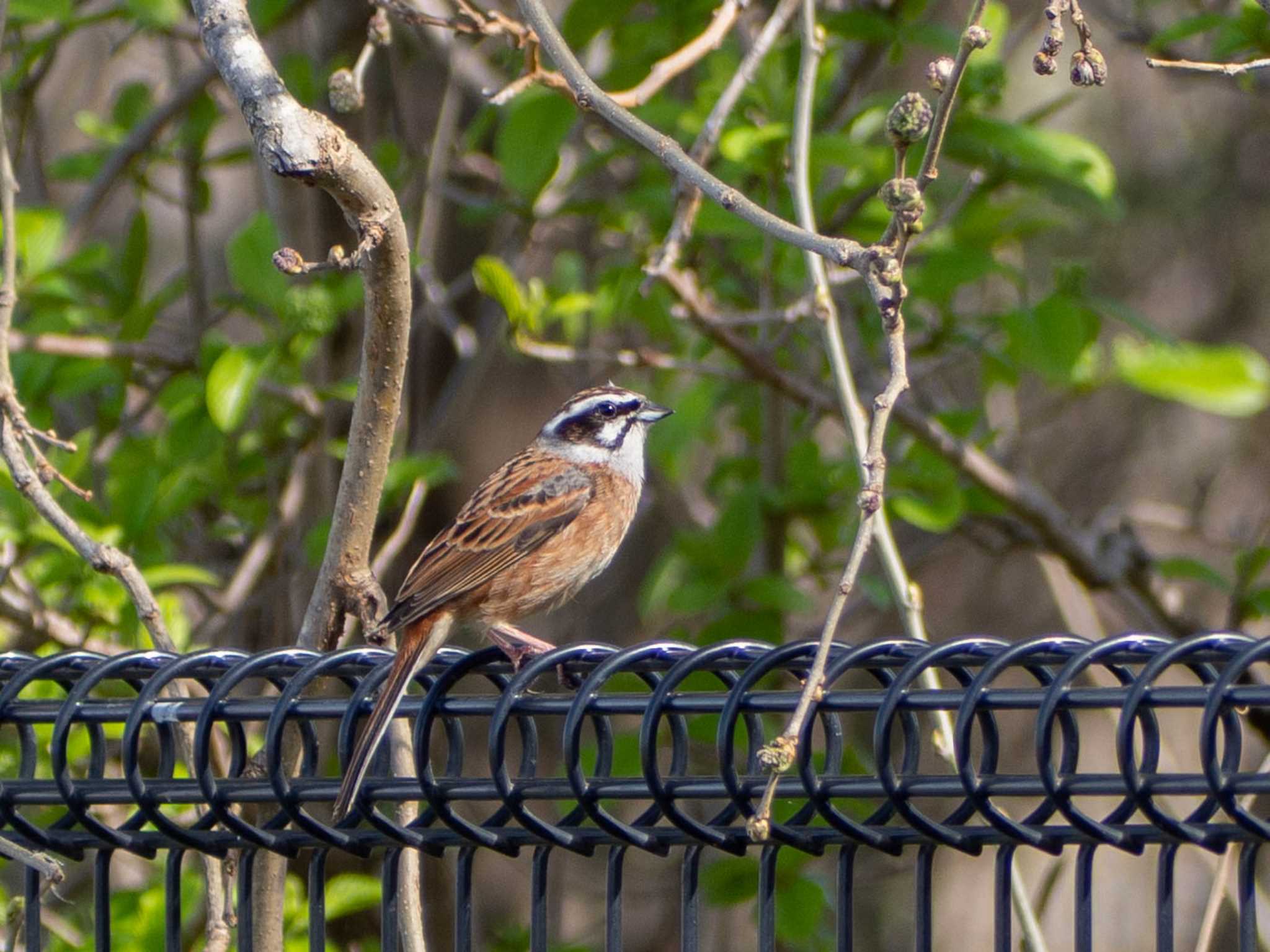 Meadow Bunting