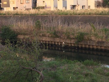 Black-crowned Night Heron 矢上川(矢上橋付近) Sat, 3/21/2020