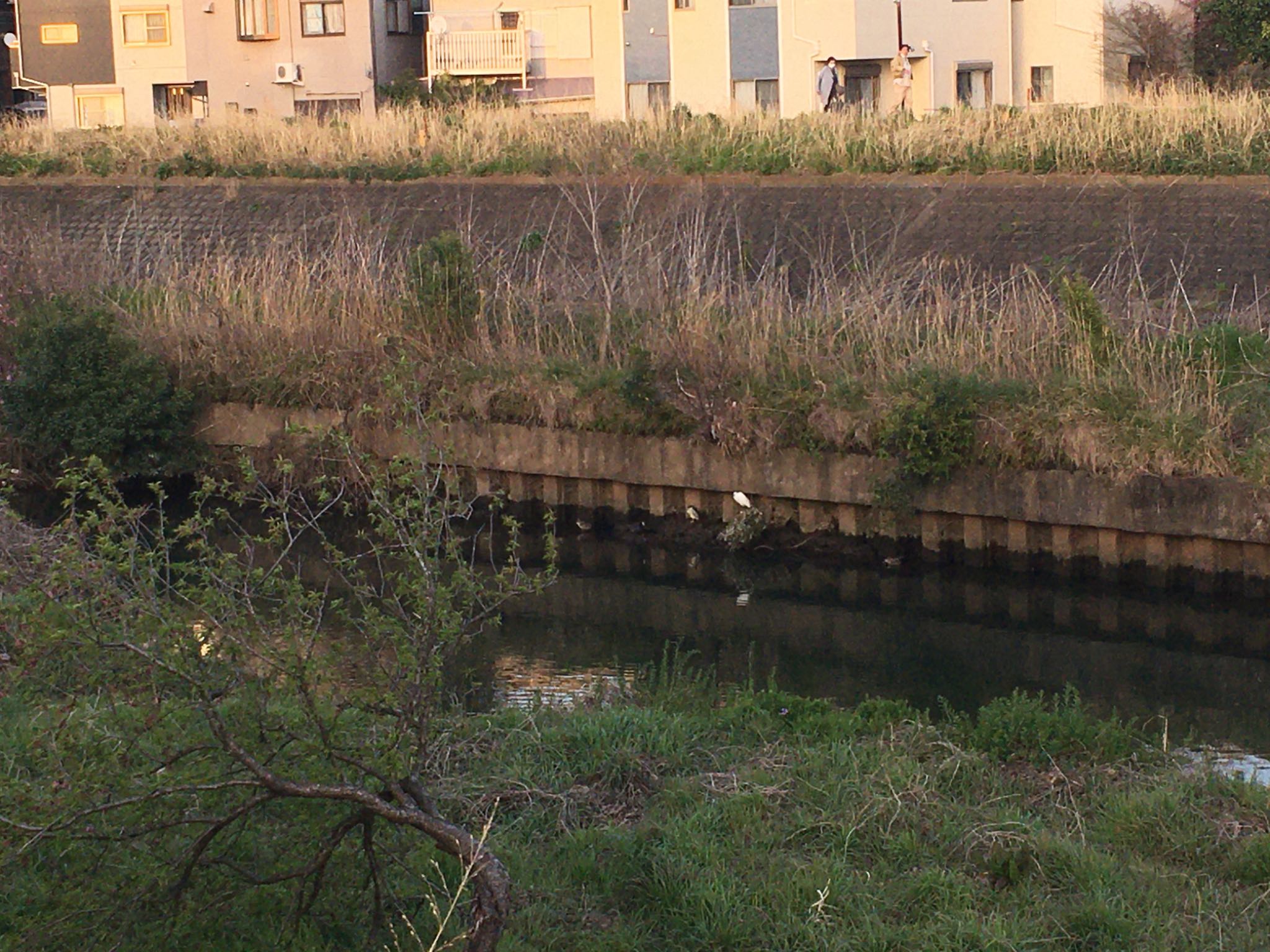 Photo of Black-crowned Night Heron at 矢上川(矢上橋付近) by woze.