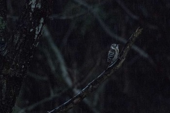 Japanese Pygmy Woodpecker 新潟市 Sun, 3/22/2020