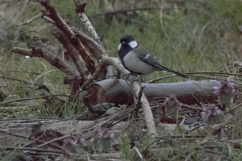 Japanese Tit 新潟市 Sun, 3/22/2020