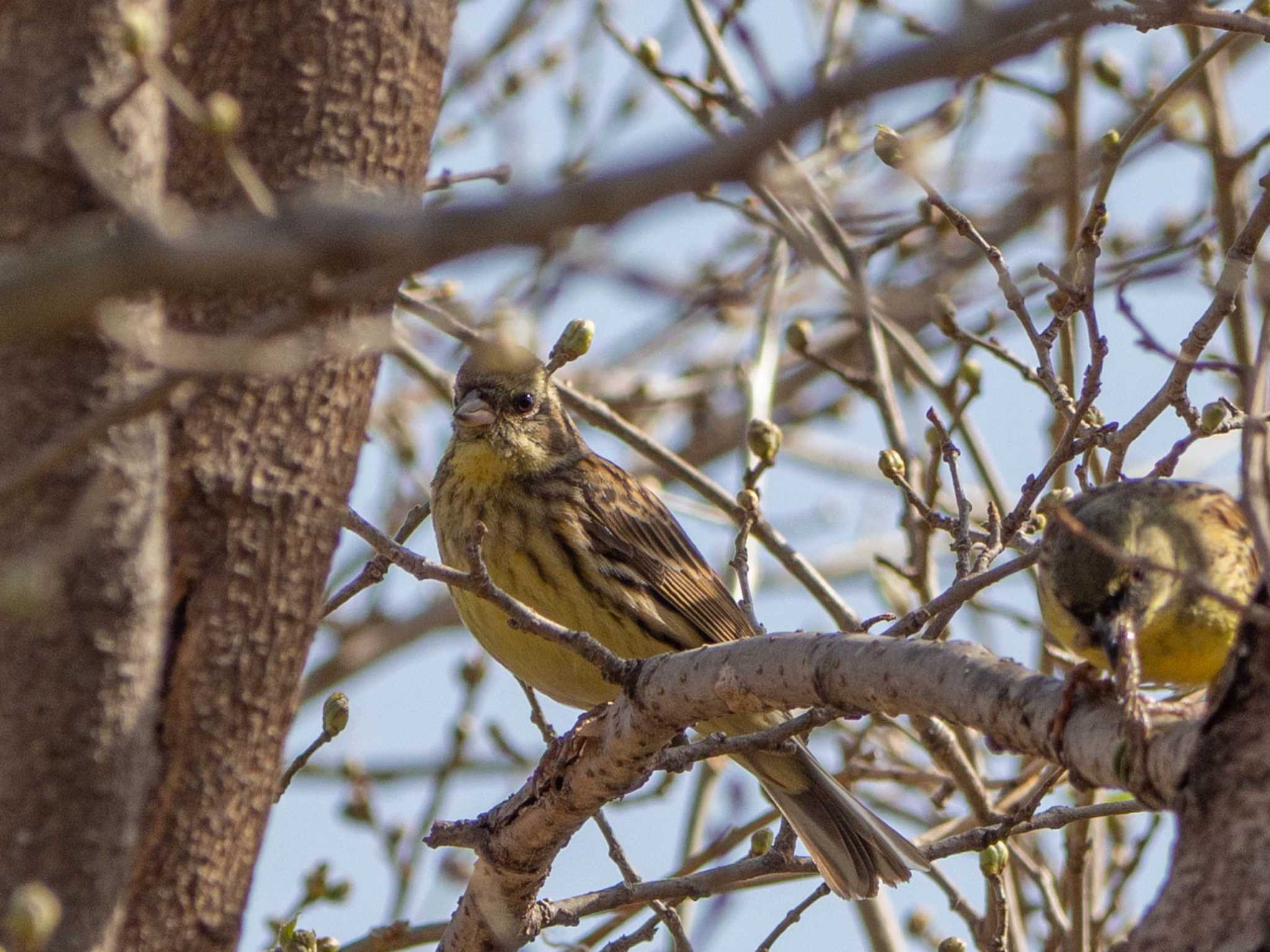 Masked Bunting