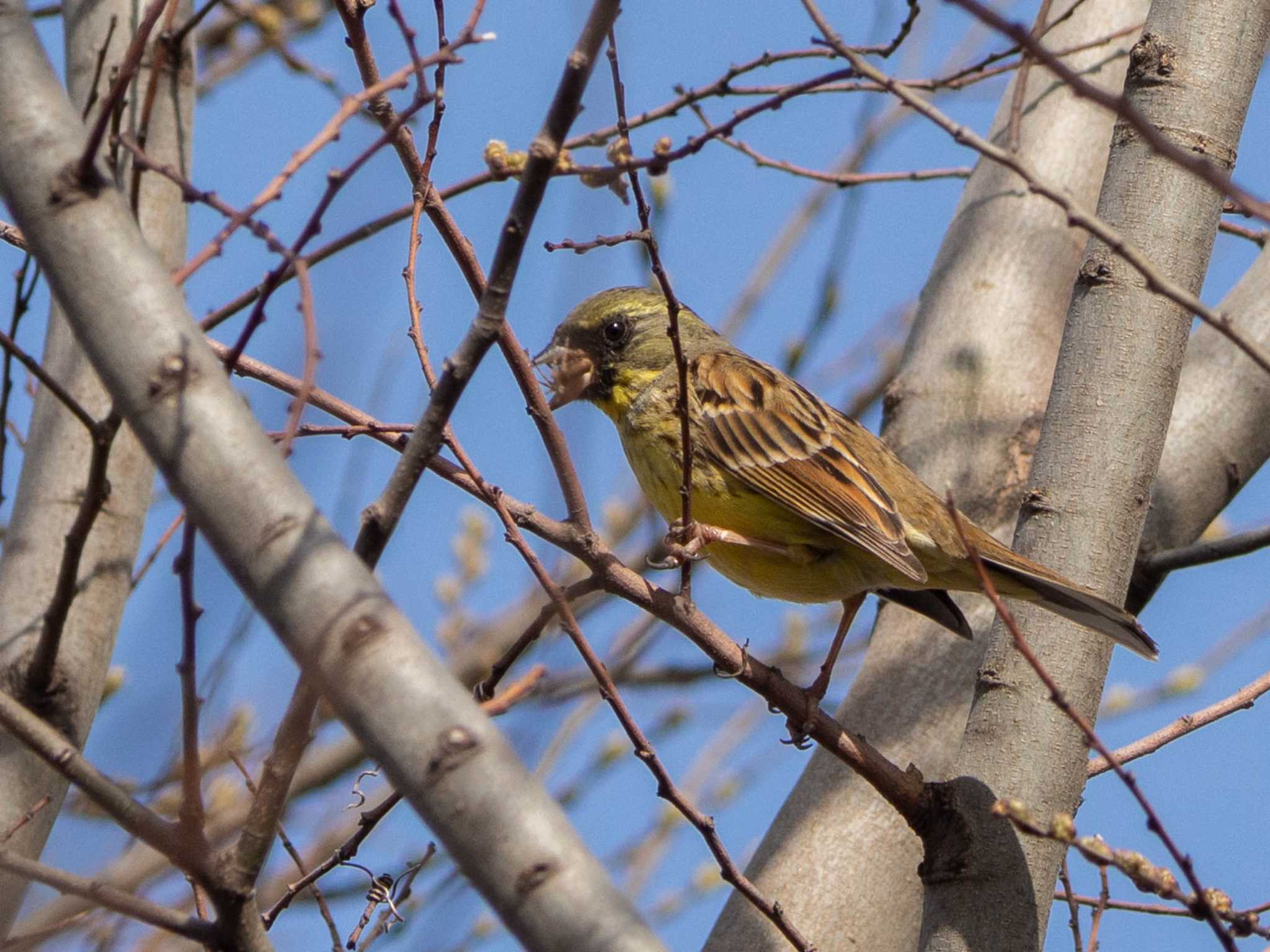 Photo of Masked Bunting at 芝川第一調節池(芝川貯水池) by Tosh@Bird