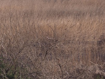 Hen Harrier Watarase Yusuichi (Wetland) Sun, 3/22/2020