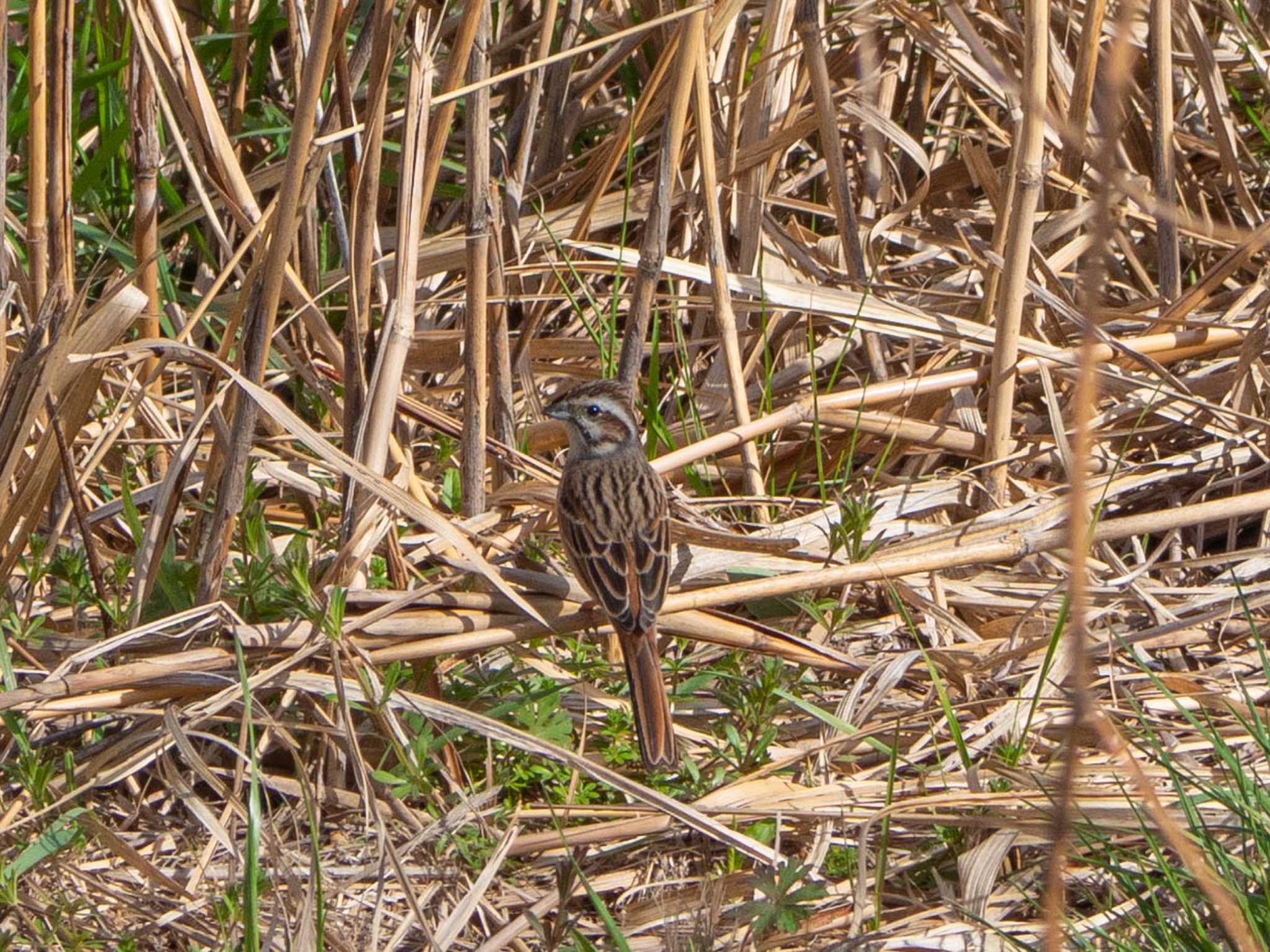 Meadow Bunting