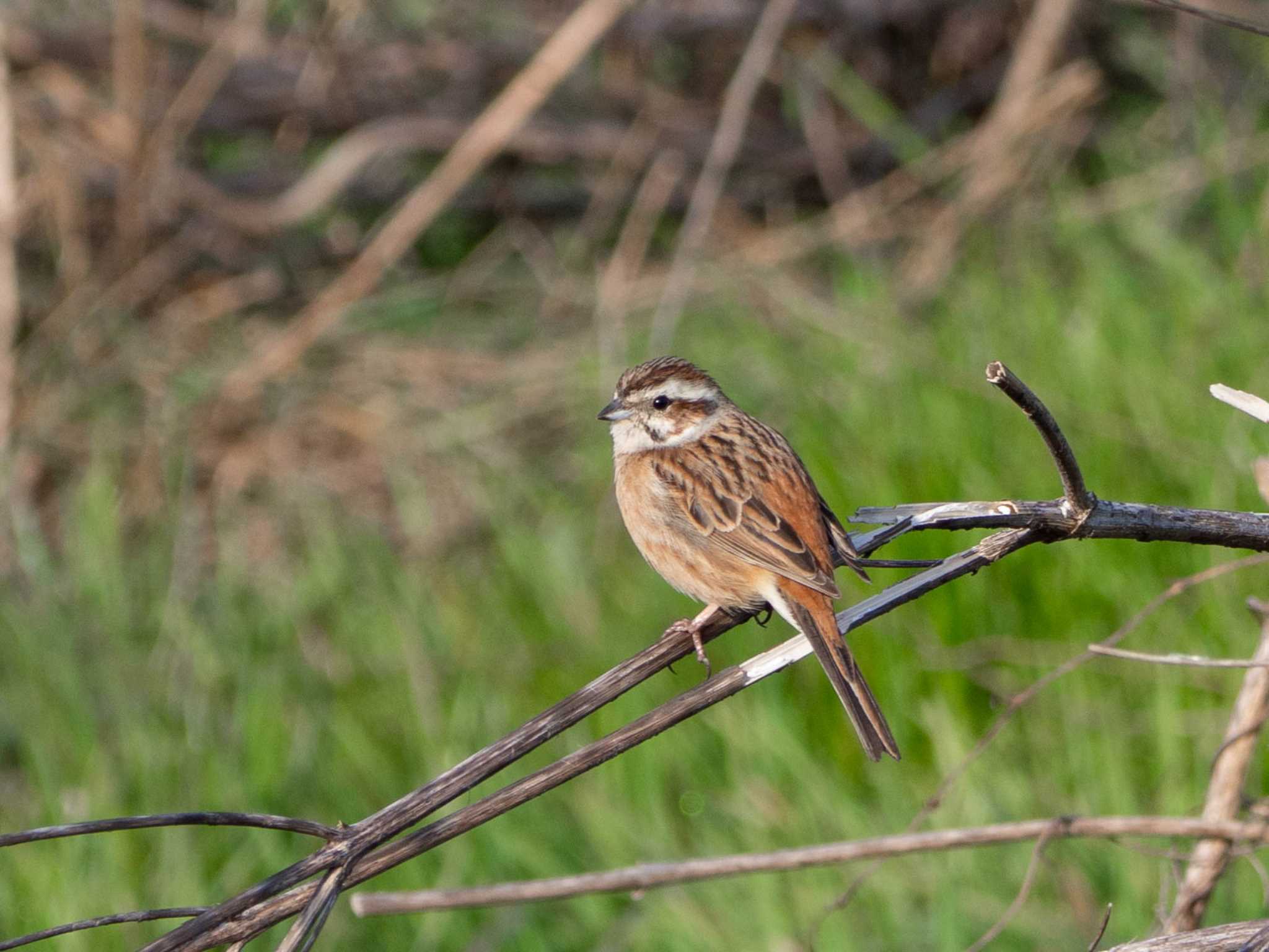 Meadow Bunting