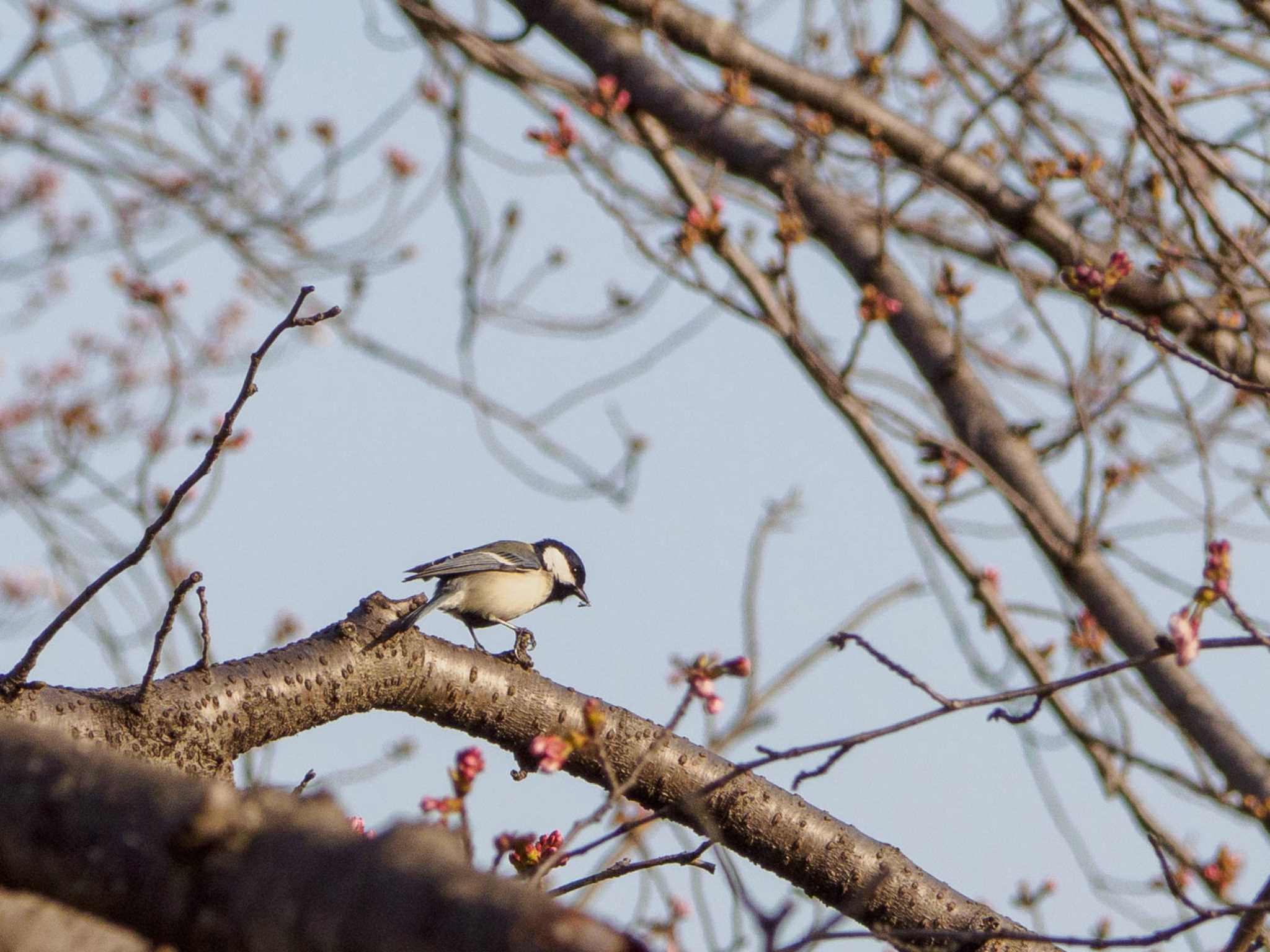 Japanese Tit