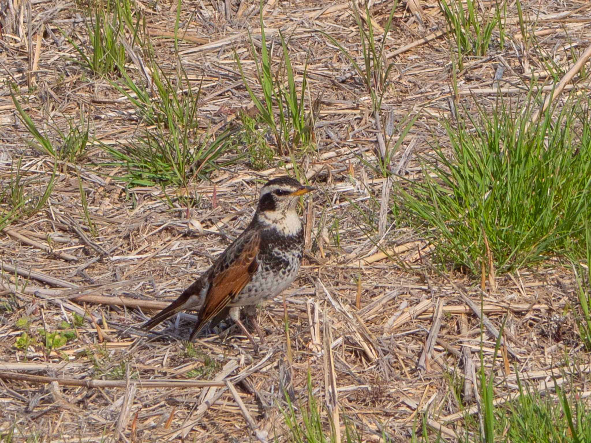 Dusky Thrush