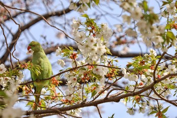 ワカケホンセイインコ 東京都渋谷区 2020年3月22日(日)