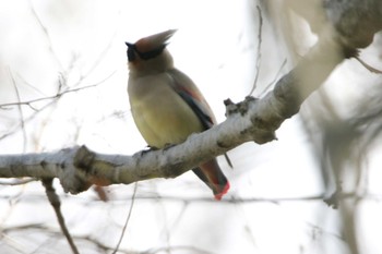 Japanese Waxwing 秋ヶ瀬公園(ピクニックの森) Tue, 3/17/2020