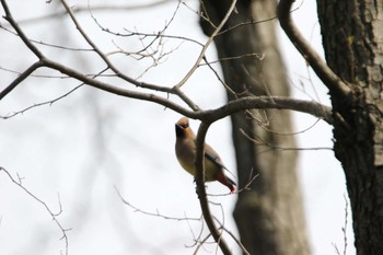 Japanese Waxwing 秋ヶ瀬公園(ピクニックの森) Tue, 3/17/2020