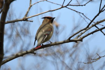 Japanese Waxwing 秋ヶ瀬公園(ピクニックの森) Tue, 3/17/2020