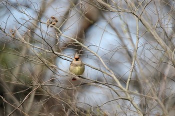 Japanese Waxwing 秋ヶ瀬公園(ピクニックの森) Tue, 3/17/2020