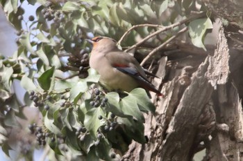 Japanese Waxwing 秋ヶ瀬公園(ピクニックの森) Tue, 3/17/2020