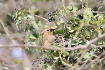 Japanese Waxwing 秋ヶ瀬公園(ピクニックの森) Tue, 3/17/2020