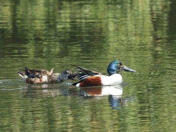 Northern Shoveler Shinjuku Gyoen National Garden Sat, 2/27/2016