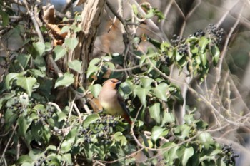 Japanese Waxwing 秋ヶ瀬公園(ピクニックの森) Tue, 3/17/2020